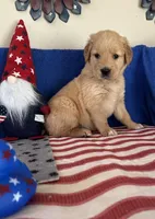 AKC Cyan Girl, a female Golden Retriever for sale in Fort Wayne, IN – Photo 3 of 10