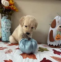 AKC Green Boy , a male Golden Retriever for sale in Fort Wayne, IN – 2 of 10