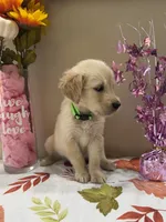 AKC Lime Girl, a female Golden Retriever for sale in Fort Wayne, IN – 2 of 10