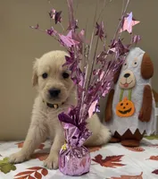 AKC Yellow Girl, a female Golden Retriever for sale in Fort Wayne, IN – 5 of 10