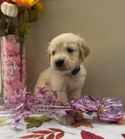 AKC Turquoise Girl, a female Golden Retriever for sale in Fort Wayne, IN – 7 of 10