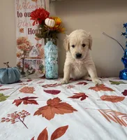 AKC Orange Boy, a male Golden Retriever for sale in Fort Wayne, IN – 9 of 10