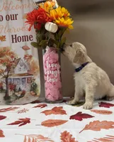 AKC Purple Girl , a female Golden Retriever for sale in Fort Wayne, IN – 5 of 10