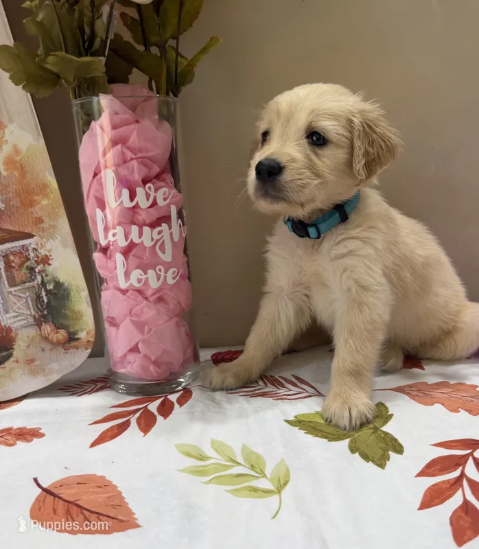 AKC Turquoise Girl – Golden Retriever puppy for sale in Fort Wayne, IN