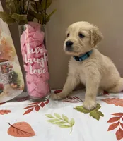 AKC Turquoise Girl, a female Golden Retriever for sale in Fort Wayne, IN – 9 of 10