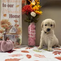 AKC Yellow Girl, a female Golden Retriever for sale in Fort Wayne, IN – 6 of 10