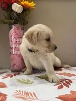 AKC Yellow Girl, a female Golden Retriever for sale in Fort Wayne, IN – 8 of 10