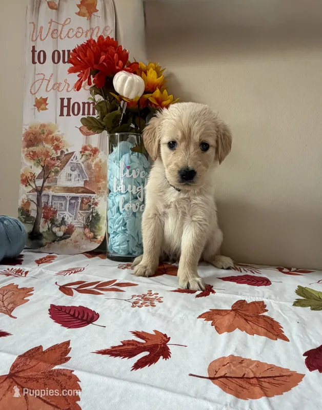 AKC Green Boy  – Golden Retriever puppy for sale in Fort Wayne, IN