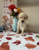 AKC Green Boy , a male Golden Retriever for sale in Fort Wayne, IN – 1 of 10