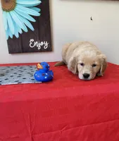 AKC Cyan Girl, a female Golden Retriever for sale in Fort Wayne, IN – 3 of 10
