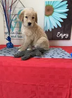 AKC Cyan Girl, a female Golden Retriever for sale in Fort Wayne, IN – 4 of 10
