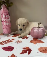 AKC Pink Girl, a female Golden Retriever for sale in Fort Wayne, IN – 9 of 10