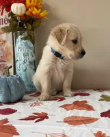 AKC Blue Boy, a male Golden Retriever for sale in Fort Wayne, IN – 6 of 10