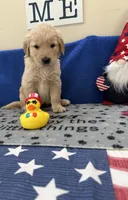 AKC Purple Girl, a female Golden Retriever for sale in Fort Wayne, IN – Photo 5 of 10