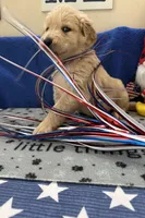 AKC Purple Girl, a female Golden Retriever for sale in Fort Wayne, IN – Photo 7 of 10