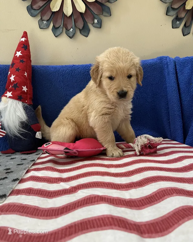 AKC Purple Girl – Golden Retriever puppy for sale in Fort Wayne, IN