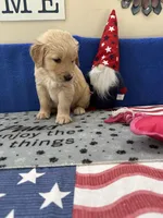 AKC Purple Girl, a female Golden Retriever for sale in Fort Wayne, IN – Photo 10 of 10