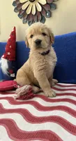 AKC Purple Girl, a female Golden Retriever for sale in Fort Wayne, IN – Photo 6 of 10