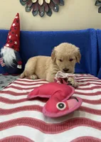 AKC Purple Girl, a female Golden Retriever for sale in Fort Wayne, IN – Photo 4 of 10