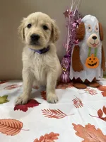 AKC Purple Girl , a female Golden Retriever for sale in Fort Wayne, IN – 6 of 10