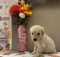 AKC Yellow Girl, a female Golden Retriever for sale in Fort Wayne, IN – 10 of 10