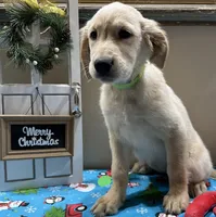 Lime Girl, a female Golden Retriever for sale in Fort Wayne, IN – Photo 4 of 10