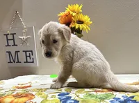 Lime Girl, a female Golden Retriever for sale in Fort Wayne, IN – Photo 8 of 10