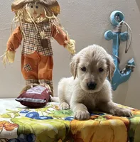 Lime Girl, a female Golden Retriever for sale in Fort Wayne, IN – Photo 9 of 10