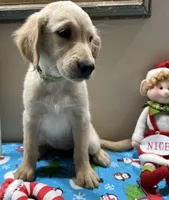 Lime Girl, a female Golden Retriever for sale in Fort Wayne, IN – Photo 5 of 10