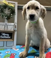 Lime Girl, a female Golden Retriever for sale in Fort Wayne, IN – Photo 6 of 10