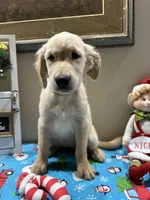 Lime Girl, a female Golden Retriever for sale in Fort Wayne, IN – Photo 2 of 10