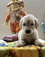 Lime Girl, a female Golden Retriever for sale in Fort Wayne, IN – Photo 7 of 10