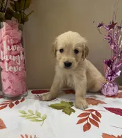 AKC Turquoise Girl, a female Golden Retriever for sale in Fort Wayne, IN – 3 of 10