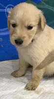 Purple Girl , a female Golden Retriever for sale in Fort Wayne, IN – 2 of 3