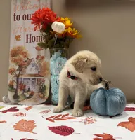 AKC Red Boy, a male Golden Retriever for sale in Fort Wayne, IN – 5 of 10