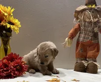 Cyan Girl - Sold, a female Golden Retriever for sale in Fort Wayne, IN – Photo 4 of 10