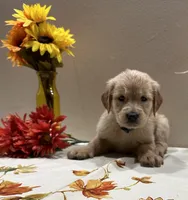 Cyan Girl - Sold, a female Golden Retriever for sale in Fort Wayne, IN – Photo 8 of 10
