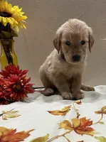 Cyan Girl - Sold, a female Golden Retriever for sale in Fort Wayne, IN – Photo 5 of 10