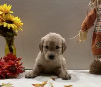 Cyan Girl - Sold, a female Golden Retriever for sale in Fort Wayne, IN – Photo 6 of 10