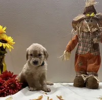 Cyan Girl - Sold, a female Golden Retriever for sale in Fort Wayne, IN – Photo 9 of 10