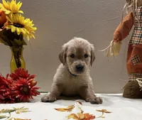 Cyan Girl - Sold, a female Golden Retriever for sale in Fort Wayne, IN – Photo 7 of 10