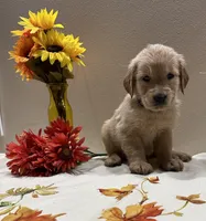 Cyan Girl - Sold, a female Golden Retriever for sale in Fort Wayne, IN – Photo 3 of 10
