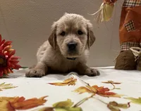 Cyan Girl - Sold, a female Golden Retriever for sale in Fort Wayne, IN – Photo 2 of 10