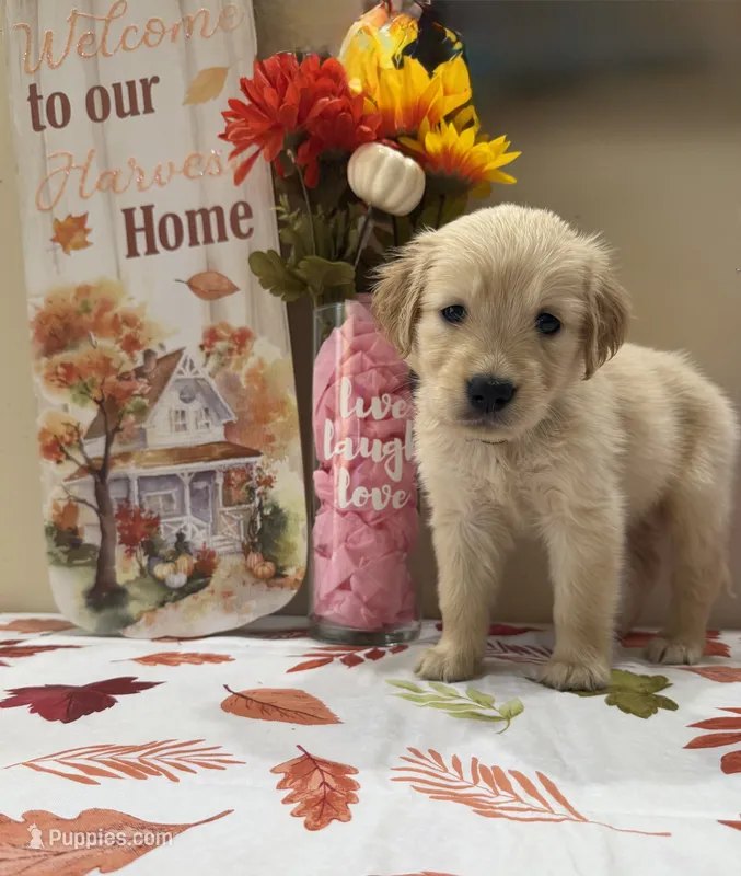 AKC Turquoise Girl – Golden Retriever puppy for sale in Fort Wayne, IN