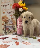 AKC Turquoise Girl, a female Golden Retriever for sale in Fort Wayne, IN – 1 of 10