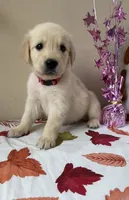AKC Pink Girl, a female Golden Retriever for sale in Fort Wayne, IN – 10 of 10