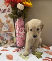 AKC Turquoise Girl, a female Golden Retriever for sale in Fort Wayne, IN – 10 of 10
