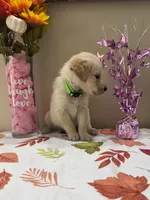 AKC Lime Girl, a female Golden Retriever for sale in Fort Wayne, IN – 5 of 10