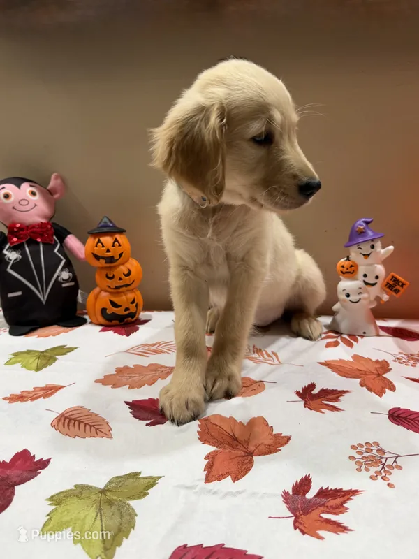 AKC Turquoise Girl – Golden Retriever puppy for sale in Fort Wayne, IN