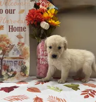 AKC Yellow Girl, a female Golden Retriever for sale in Fort Wayne, IN – 4 of 10